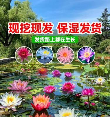 从家中开始（在家打造美丽水景，让睡莲成为你的庭院明星）