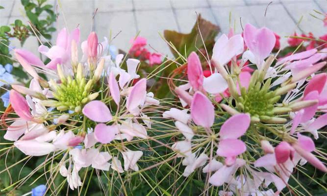 醉蝶花的播种时间（了解醉蝶花的生长习性，正确把握播种时间）