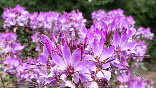 醉蝶花的播种时间（了解醉蝶花的生长习性，正确把握播种时间）