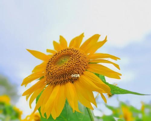 向日葵的花语（向日葵的花语是什么意思，揭示花语中的秘密）