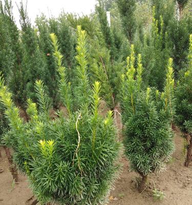 红豆杉种植条件要求（创造适宜的生长环境，助力红豆杉生长）