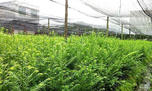 红豆杉种植条件要求（创造适宜的生长环境，助力红豆杉生长）