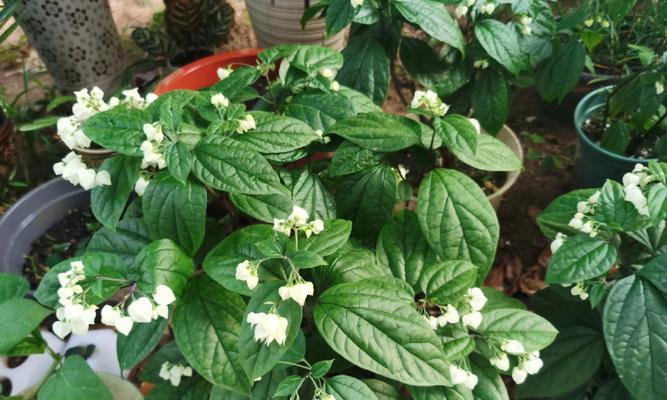 龙吐珠的花期及特点（一年开几次花？如何栽培？如何辨认？）
