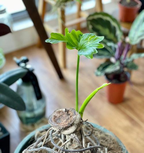 春羽养成龙鳞老桩的全面指南（从基础养护到增强品质，轻松打造完美水景）