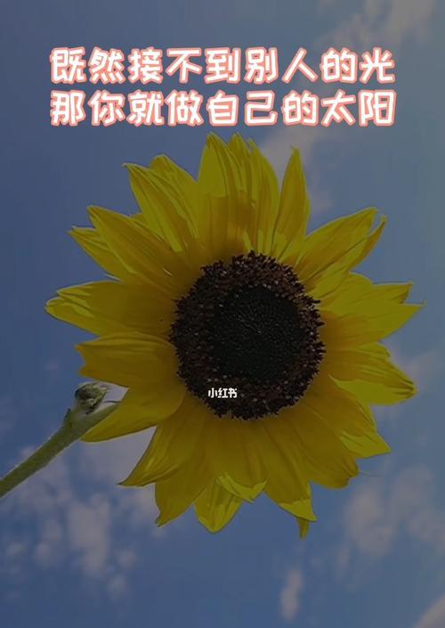 向阳花的寓意与启示（探究向阳花的含义与象征，为人们的生活带来的启示）