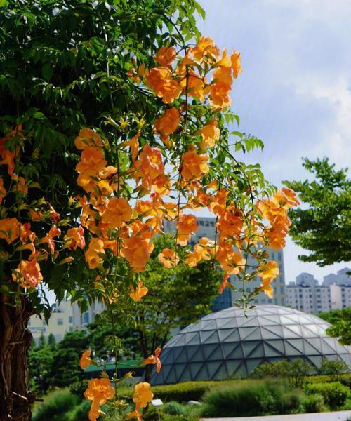 花中的光明与黑暗（春花秋菊，隐喻光明与黑暗的交织之美）