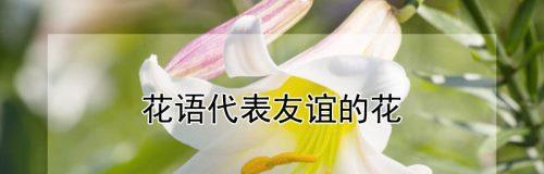 以花朵象征友谊的美丽篇章（友谊之花绽放于心间，永不凋零）