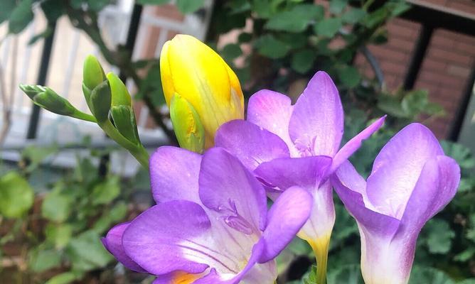 小苍兰的花语和寓意（探索小苍兰的神秘之美）