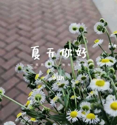 小雏菊的花语及其寓意（探寻小雏菊花语的深意）