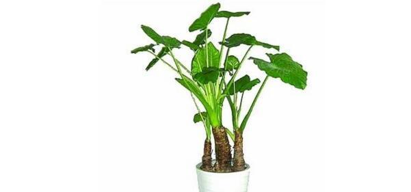 预防一帆风顺炭疽病（有效防控、保障健康）