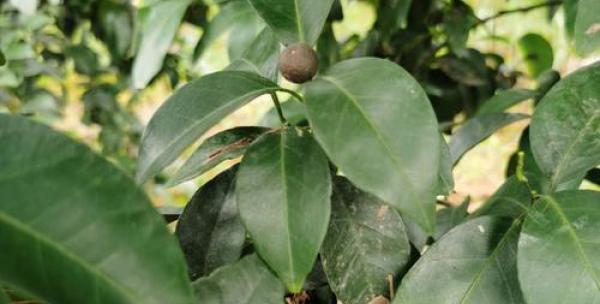 预防一帆风顺炭疽病（有效防控、保障健康）