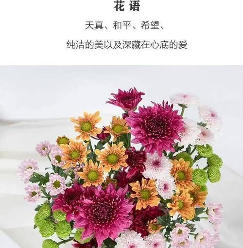 小雏菊花语与寓意的意义（探寻小雏菊花语的象征与内涵）