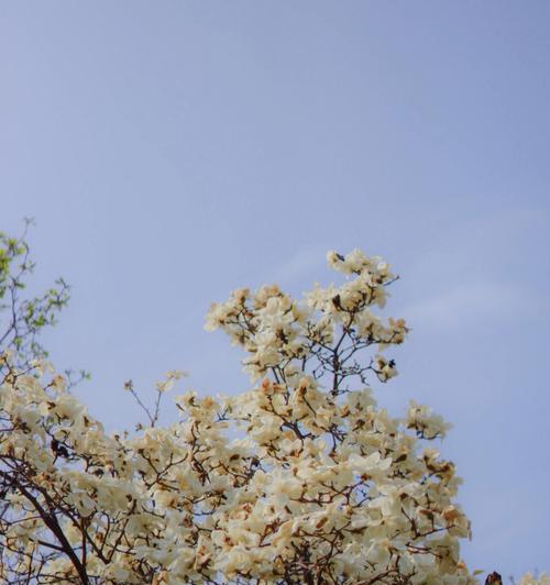 春天花开——一场盛宴（绽放的美丽，恰似生命的盛宴）