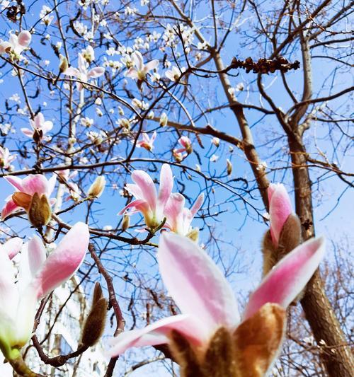 春天花开——一场盛宴（绽放的美丽，恰似生命的盛宴）
