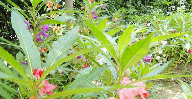 凤仙花花期详解（探秘凤仙花的盛放时节）