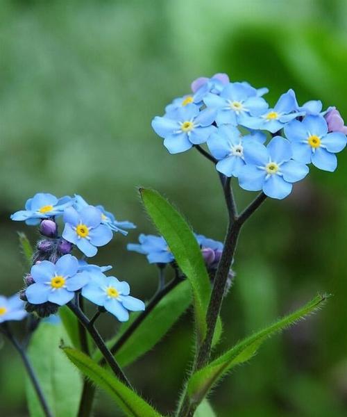 星辰花（星辰花的花语及象征意义）