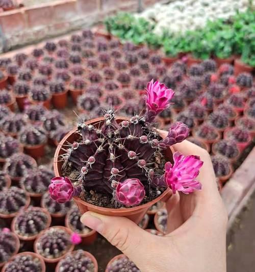 探秘紫牡丹的种植技巧（了解紫牡丹的性格特点和养护要点）