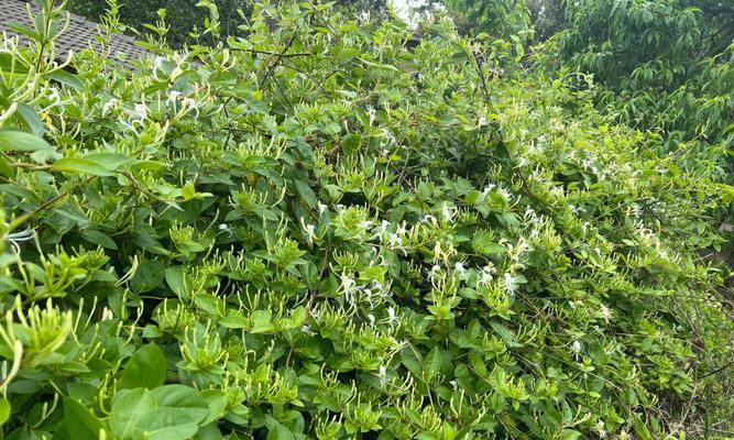 金银花种植全攻略（了解金银花特点，轻松种出美丽花园）