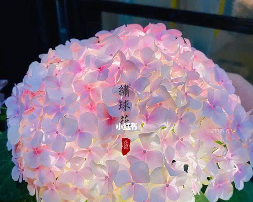 绣球花的花语与意义（探索绣球花的寓意及传统文化背景）