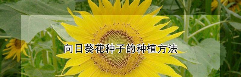太阳花花籽的种植技巧（如何成功种植太阳花？）