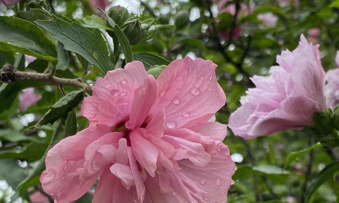 木槿花寓意与文化象征（探寻木槿花背后的深层内涵）