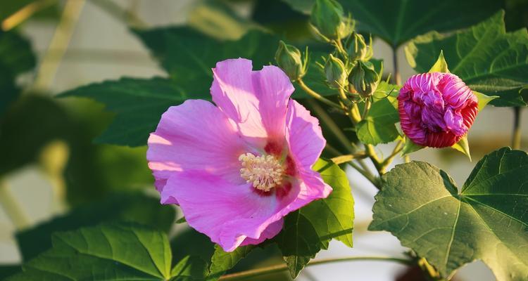 木槿花寓意与文化象征（探寻木槿花背后的深层内涵）