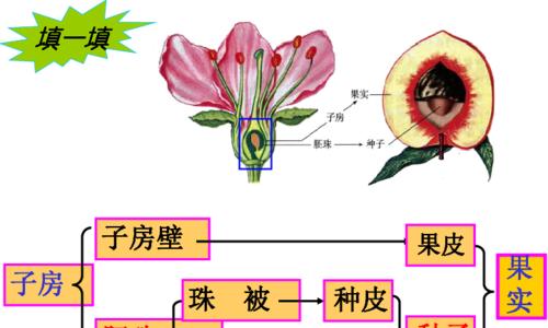 植物繁殖方式全解析（了解植物的繁殖方式，促进植物生长）