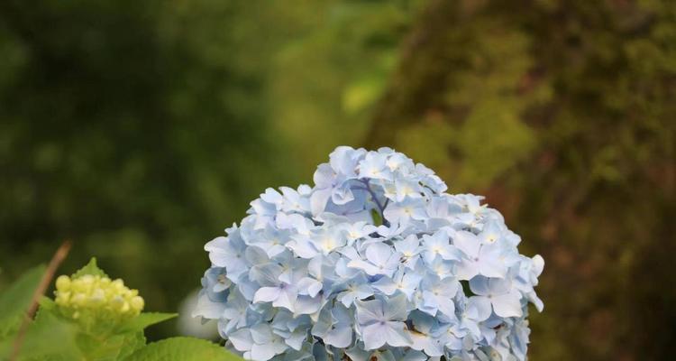 绣球花的花语寓意——寓意美丽与纯洁（深入解读绣球花的花语及寓意，了解它的美丽与纯洁）