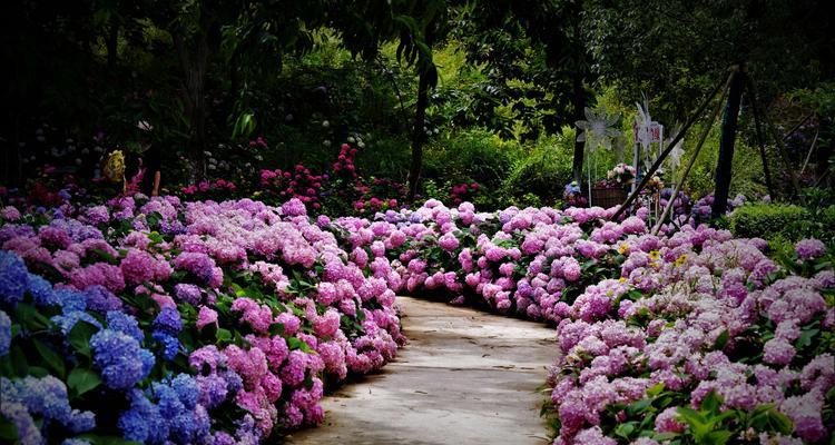 绣球花语的美丽寓意（探索绣球花的花语及象征意义）