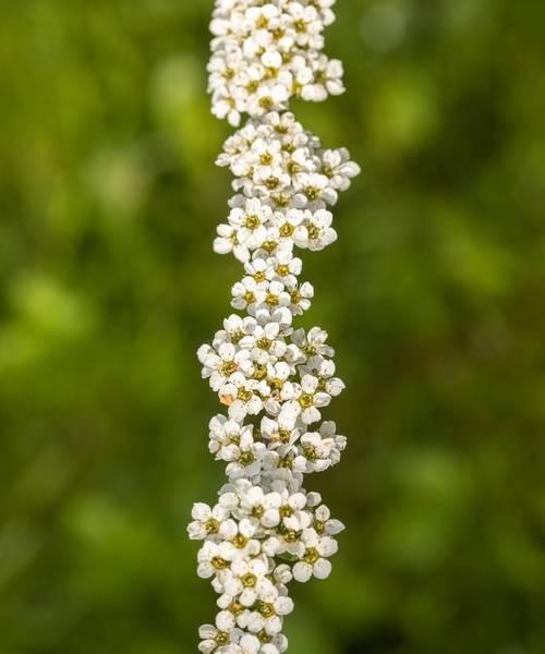 绣线菊的花语及象征意义（了解绣线菊的花语，传递爱与温暖）
