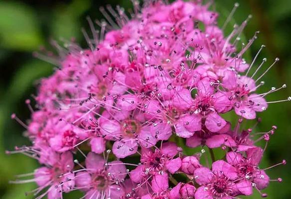绣线菊的花语及象征意义（了解绣线菊的花语，传递爱与温暖）