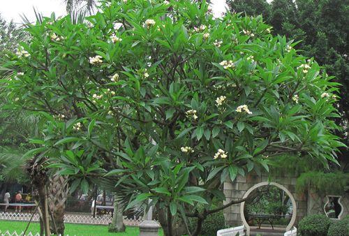 打造精美鸡蛋花盆景的全面养护方法（挑选合适土壤、施肥、浇水、防病防虫及修剪技巧）