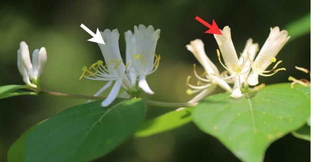 被子植物的多样性与适应性（探究被子植物的形态特征、生态环境及其进化历程）