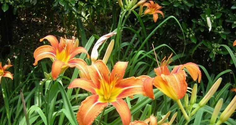 以萱草花语和寓意为主题的文章（探寻萱草的花语与深意）