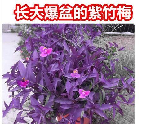 紫竹养殖全程指南（从选苗到收成，打造高产高质的紫竹生产）