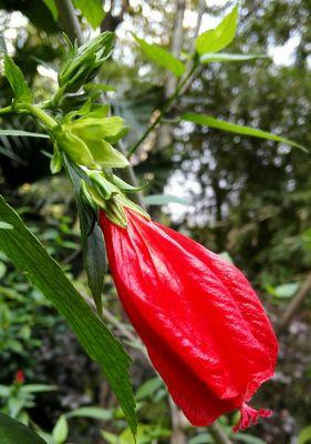 悬铃花花语之美（悬铃花的花语是什么意思？探索这种美丽花卉的神秘之处）