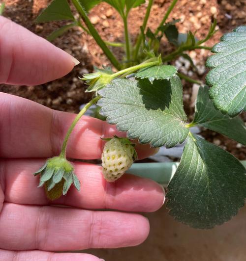 盆栽草莓的种植技巧（打造自家小型果园，享受种植带来的乐趣）