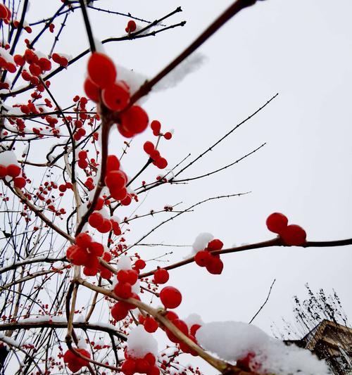 盛开在冬天的花（冬季花卉的美丽与意义）