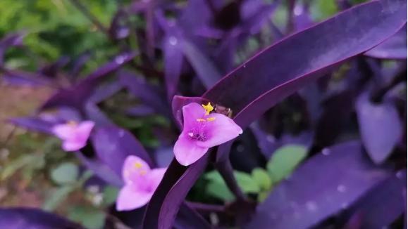 紫竹梅的种植与养护（打造别致园林，学会紫竹梅的四大养护技巧）