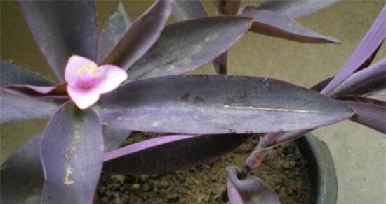 紫竹梅的种植与养护（打造别致园林，学会紫竹梅的四大养护技巧）