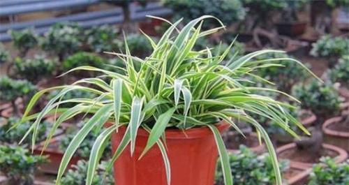 吊兰的种植与养护（打造美丽室内景观绿色空气净化利器）