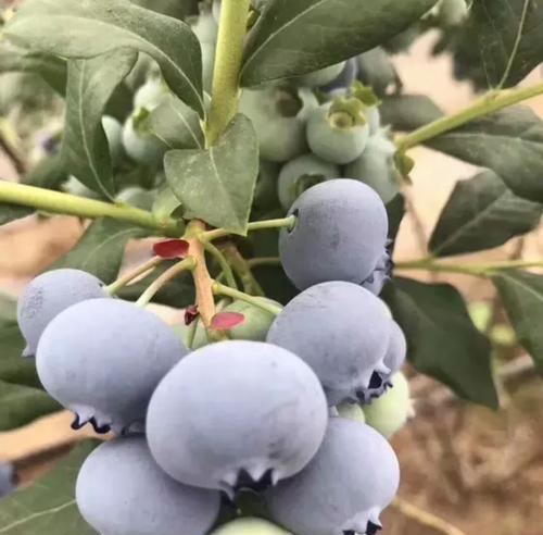 蓝莓种植全攻略（种植蓝莓，从选地到施肥，不可忽视的关键步骤）
