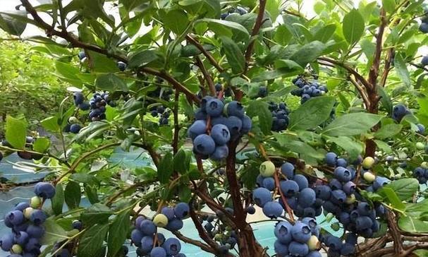 蓝莓种植全攻略（种植蓝莓，从选地到施肥，不可忽视的关键步骤）