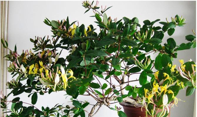 金银花盆景的种植与养护（阳台上的绿色装饰，金银花盆景的全程指南）