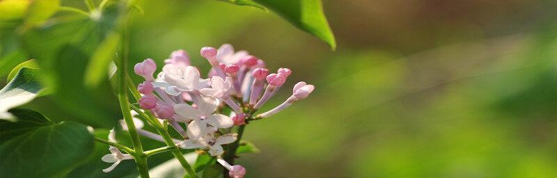 丁香花的开花时间（春天如约而至，等你一年的丁香花该何时开放？）