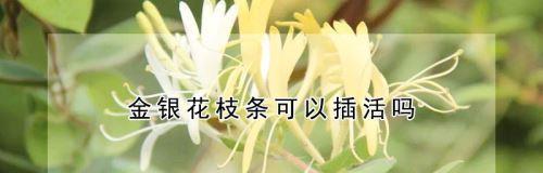 金银花的修剪（时间和方法详解，让你的花园更美丽）