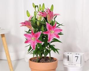 盆栽百合花的养殖方法（打造优美盆景）