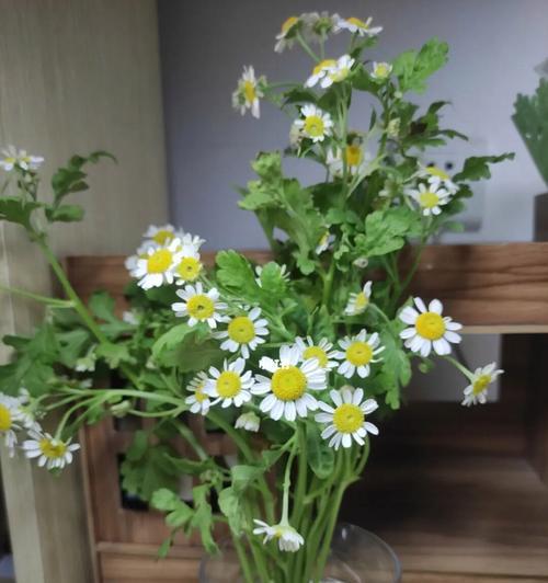 洋甘菊的花语和寓意（探索洋甘菊背后的花语和象征意义）