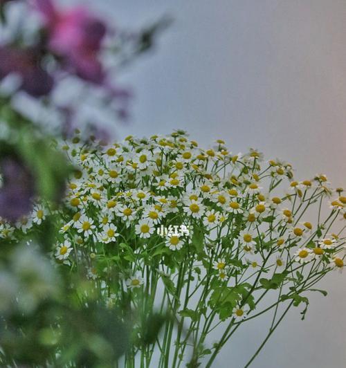 洋甘菊的花语和寓意（探索洋甘菊背后的花语和象征意义）