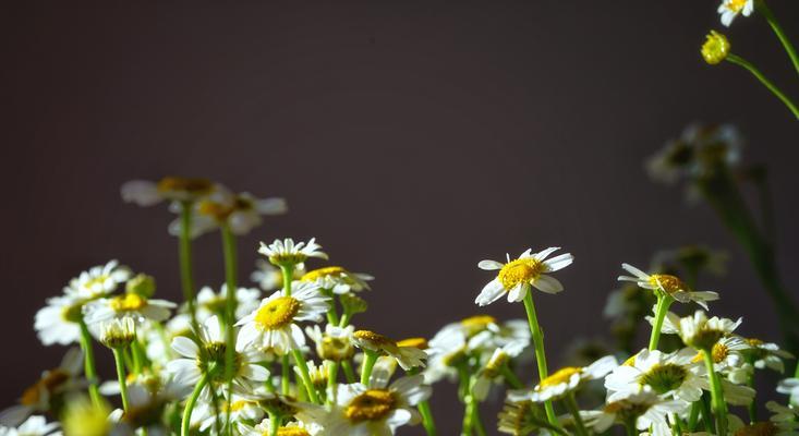 洋甘菊的浪漫花语（探寻洋甘菊的花语与意义）